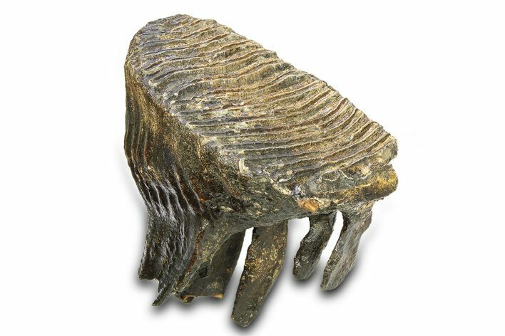 Woolly Mammoth Upper M Molar - North Sea Deposits #298474